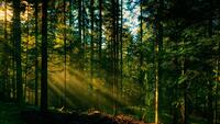 Рівненщині повернули ліс на 8 мільйонів гривень