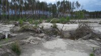 «Чорні» бурштинокопачі розрили понад 8 га відомого природного заповідника на Рівненщині