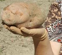 Гігантську картоплину виростили на Рівненщині