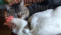 Як вони обіймаються! Дружба кота і курки розчулила мережу (ВІДЕО)