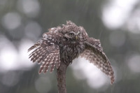 Мережу підкорює сова, яка не ховається від дощу (ВІДЕО)