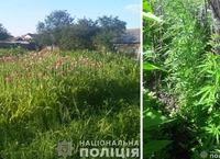 Тисячі рослин маку та коноплі виявили поліцейські Рівненщини 