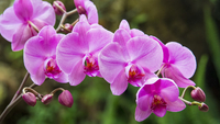 Буде цвісти цілий рік: як правильно поливати орхідею? 