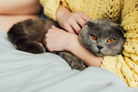 Пухнасті сторожі: 10 ознак того, що коти захищають ваш дім