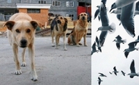Проблема з бездомними собаками  назріває через карантин у м. Рівне (6 ФОТО)