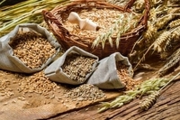 Аграрії вражають: на Рівненщині рекордний за всі роки збір зерна 