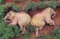В Китаї слони напилися вина і заснули