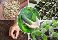 Секрети вдалої висадки огірків: треба особлива підготовка насіння 