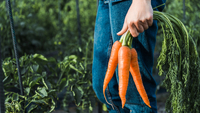 Буде дрібніша за редиску: що НЕ можна садити біля моркви?