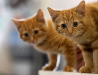 Кумедні фото рівненських котів і не тільки (ФОТО)