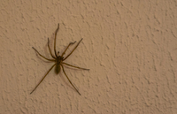 Вся правда про «волохатих чудовиськ» під ліжком: Чи варто боятися домашніх павуків 