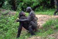 Відкриття в науці: «Шимпанзе почіпали геніталії одне одного для примирення» (ФОТО)