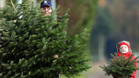 Жителів Рівненщини штрафуватимуть за новорічні ялинки