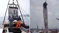 У Чилі рибалки спіймали 5-метрового монстра (ВІДЕО)