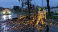 На Рівненщині сильний вітер валив дерева: Повалені рослини перегородили кілька доріг