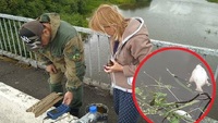 Риби на 5 млн грн здохло у річці Случ на Рівненщині (ФОТО)