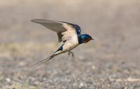 Ластівка залетіла в дім: що віщує прикмета