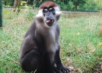 Як мавпи зоопарку Рівного роблять масаж (ВІДЕО)