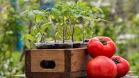 Що додати у стаканчик з розсадою томатів, щоб рослина була міцною і не хворіла?
