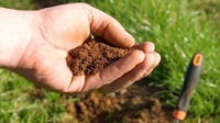 Що посадити на ділянці з лужним ґрунтом: агрономи розповіли, що там добре буде рости