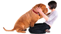 Запах дружби: вчені розповіли, чому собаки віддані хазяїну