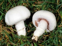 На Рівненщині – чергове отруєння грибами