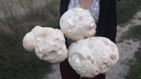 Більший за голову: у лісі на Рівненщині знайшли гігантські гриби (ФОТО)