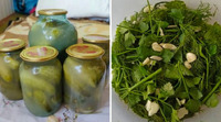 Квашені огірки на зиму: рецепт хрумких овочів без оцту та стерилізації (ВІДЕО)