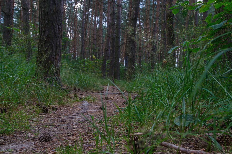 Не для продажу і не для декору: навіщо на Волині масово збирають лісові шишки