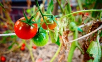 Підгодівля для помідорів, яка збільшує кількість квітів і зав’язей