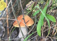 Нардеп з Рівненщини назбирав у лісі повен кошик грибів (ФОТО)
