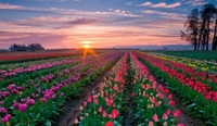 Своя Голландія: куди поїхати рівнянам, щоб побачити тюльпанові поля (ФОТО)