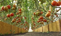 Урожай буде – просто фантастика! Що посадити на ділянці, де минулого сезону були помідори