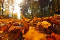 Що не можна підбирати із землі 2 жовтня, аби не накликати лихо: народні прикмети