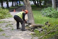 На вулицях Рівного обрізають дерева (ФОТО)
