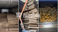 Розкрадають ліс: на Рівненщині лише на одному блокпості за день вилучили 70 кубів деревини (ФОТО)