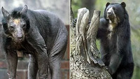 Лінивець з мордою собаки: Як виглядає ведмедиця, яка залишилася без хутра (ФОТО)