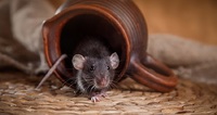 Миші будуть бігти з вашого будинку без огляду: два робочі способи прогнати гризунів