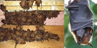 У квартирі мешканця Дніпра «оселилися» 700 кажанів: виглядає моторошно (5 ФОТО)