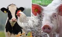 Кури, свині, корови: що найвигідніше вирощувати