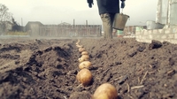 Коли садити картоплю і овочі у квітні 2020 року: посівний календар