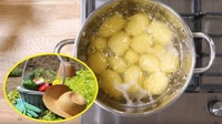Навіщо городину поливають картопляним відваром: результат вас приємно здивує