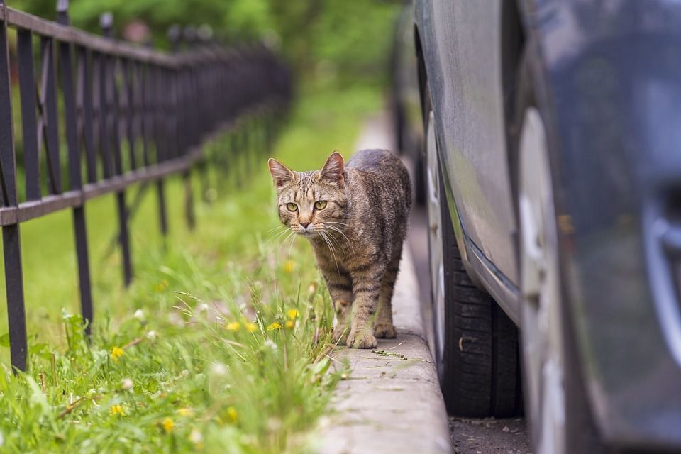 Фото ілюстративне, з відкритих джерел