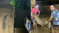 У Криму 70 крокодилів через потоп вирвалися з розплідника на свободу (ФОТО/ВІДЕО)