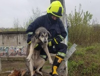 У Рівному врятували собаку, яка упала в яму (ФОТО)