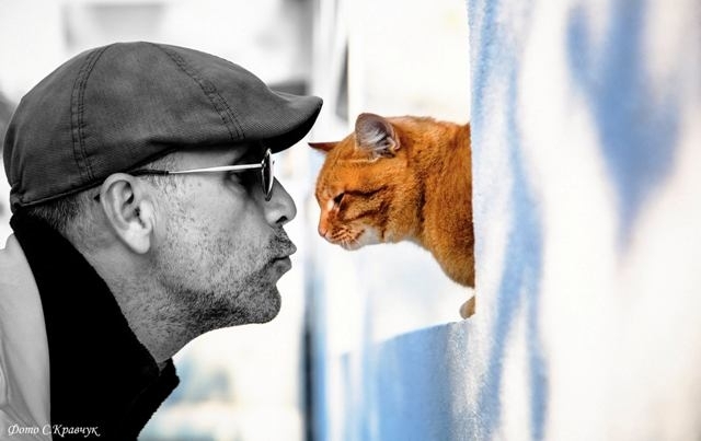 На фото Світлани Крачук "Два коти" м. Рівне