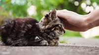 Можете навіть померти: чому не можна чіпати вуличних кішок? 