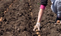 Коли садити картоплю у 2022 році: календар городника на кожен день