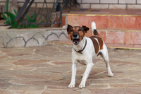 На яких людей собаки гавкають частіше: Відомо, кого вони добре «зчитують»