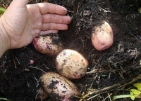 Посадка і вирощування картоплі за методом Балабанова